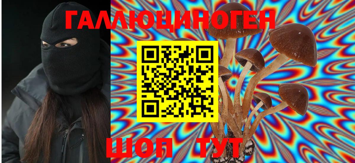 Чернушка  Псилоцибиновые грибы Psilocybine cubensis  Вход с VPN  Галлюциногенные грибы Cubensis 